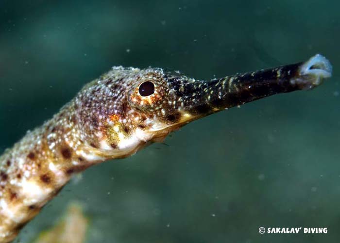 photo dive macro in Nosy Be Madagascar